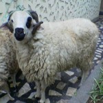 Moutons01